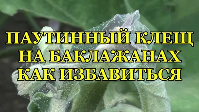 Паутинный клещ – враг растений