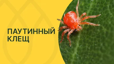 Биопрепарат Фитоверм - «Паутинный клещ, давай досвидания:))) Как избавиться  от паутинного клеща безопасно, быстро и не дорого.» | отзывы