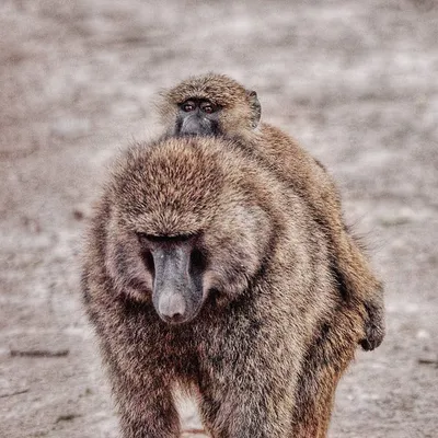 Павиан-анубис, Papio anubis, Olive Baboon | Kenya, Nakuru | Oleg  Nabrovenkov | Flickr