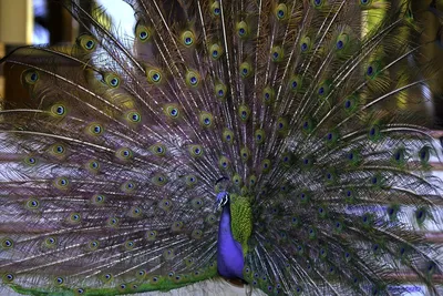 Павлин (лат. Pavo cristatus), фото павлинов