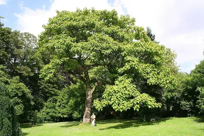 Павловния - Paulownia.kg | Bishkek