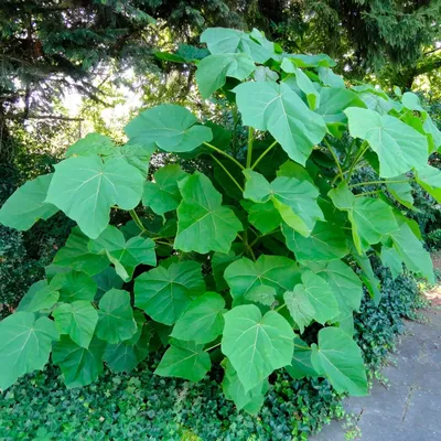 Семена и саженцы Павловния Tomentosa по почте 🌲