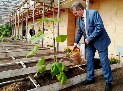 Павловния войлочная - купить саженцы с доставкой по Москве и области, цена  от 1 076 руб. в интернет-магазине \"Агрономов.РУ\"