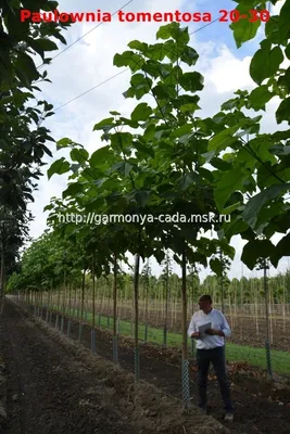 Павловния войлочная купить на Зозу.ру