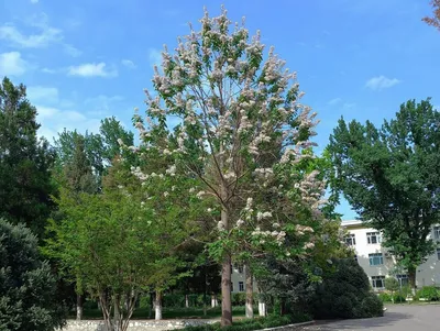 Павловния войлочная, Адамово дерево (Paulownia tomentosa) — путеводитель по  отдыху в Крыму