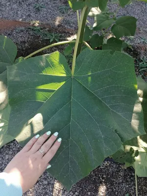 Павловния войлочная (Paulownia tomentosa)