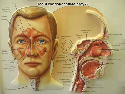 Диагностика пазух носа: околоносовых, придаточных, гайморовых в СПб