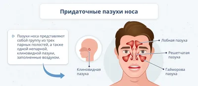 МРТ носовых пазух - что выявляет эта диагностика? | Клиника Эксперт