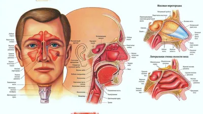 КТ пазух носа от 3000 рублей в СПб
