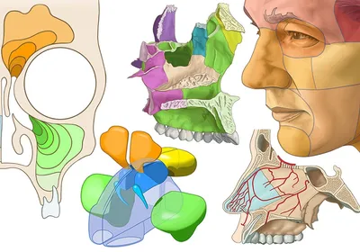 Рентгенография придаточных пазух носа. | Портал радиологов