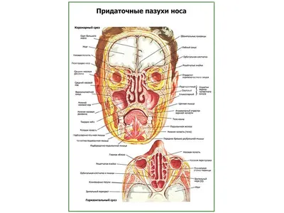 Придаточные пазухи носа плакат глянцевый А1/А2 › Купить оптом и в розницу ›  Цена от завода