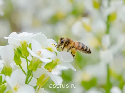 Большая пчела на сотах форма пластиковая