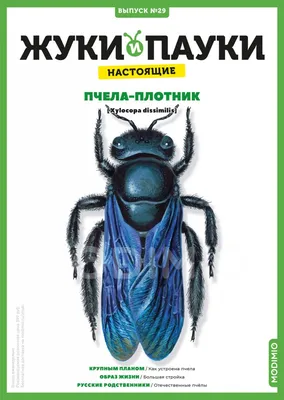 Пчела Бакфаст: характеристики пчелы вида Бакфаст ➤ Интернет-магазин  Vashapasika