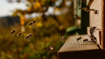 Вшивость пчел (Браулез) и методы борьбы с ней. | Bee Blog | Дзен