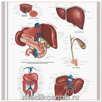 Энциклопедия - Печень и желчный пузырь