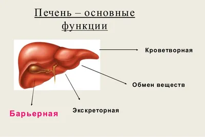 Печень человека фото