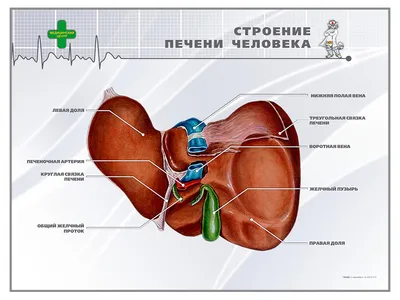 ПЕЧЕНЬ В ОРГАНИЗМЕ ЧЕЛОВЕКА И ЕЕ ФУНКЦИИ - ГБУЗ РТ \"Реснаркодиспансер\"