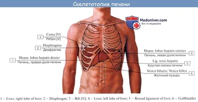 DoktorLerner.ru Строение печени и желчного пузыря, как работает печень