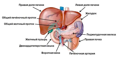 Стенд по анатомии человека \"Печень\"