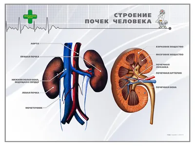 Печень: общие сведения