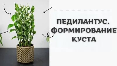 Педилантус - «Шикарное домашнее растение, которое выглядит просто и  эффектно. » | отзывы