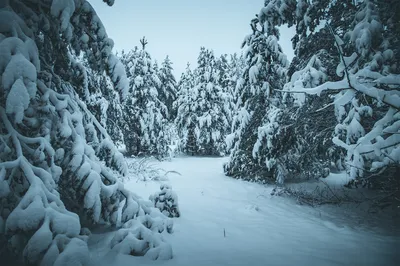 Зимний пейзаж\" Фотообои изготовим точно под размер вашей стены. Купить.