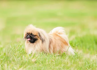 Пекинес (Pekingese) (Породы собак) пекинес фото, собака пекинес, порода  пекинес, щенки пекинеса, купить щенка пекинеса, пекинес форум, пекинес  цена, глаза пекинеса, питомники пекинесов Энциклопедия о животных EGIDA.BY