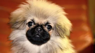 Пекинес (Pekingese) - одна из древнейших пород собак в мире. Описание, фото  и отзывы о породе.