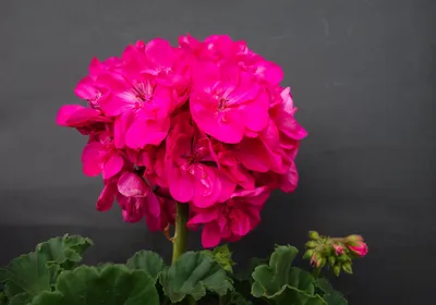 Пеларгония махровая \"Pelargonium\" купить по цене цена по запросу от  питомника саженцев и растений Центросад | Фото и консультация по уходу