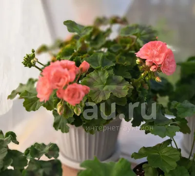 Пеларгония (Pelargonium) — описание, выращивание, фото | на LePlants.ru