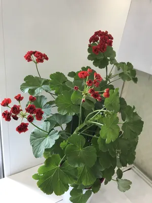 Пеларгония Грандифлора (Pelargonium) 25 см - купить в Минске с доставкой,  цена и фото в интернет-магазине Cvetok.by