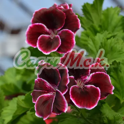 Пеларгония Грандифлора (Pelargonium) 25 см - купить в Минске с доставкой,  цена и фото в интернет-магазине Cvetok.by