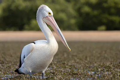 Australian Pelican - eBird