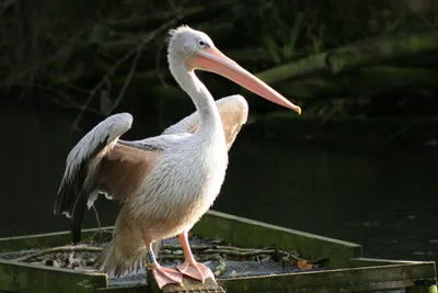 American White Pelican - Scoop - World Bird Sanctuary