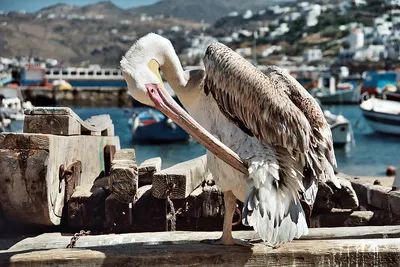 Galapagos Brown Pelican | Go Galapagos