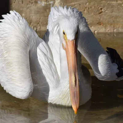 Tight Pelican Flight — Why and How « Arthur Morris/BIRDS AS ART