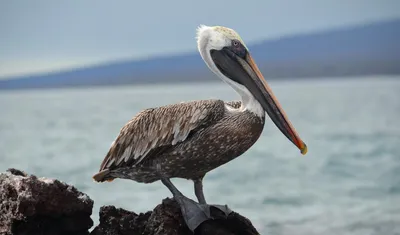 Tight Pelican Flight — Why and How « Arthur Morris/BIRDS AS ART