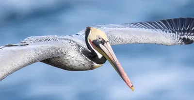 Pelican fish eat hi-res stock photography and images - Alamy