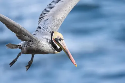 Flying Pelican – Photography by Mark H. Brown