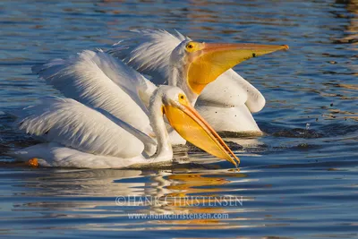 Pelican Palooza