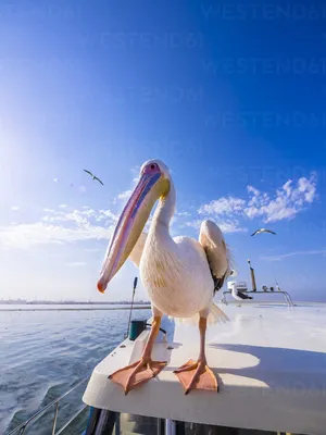 The Ukrainian Danube Delta welcomes pelicans | Pelican way of LIFE