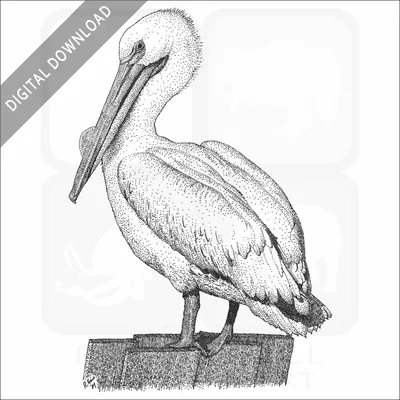 Namibia, Erongo Province, Walvis Bay, white pelican sitting on top of a  boat stock photo