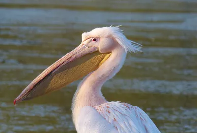 Pelican | Australian animals | NSW National Parks