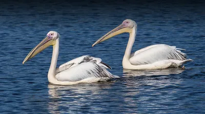 Stock Art Drawing of an American White Pelican