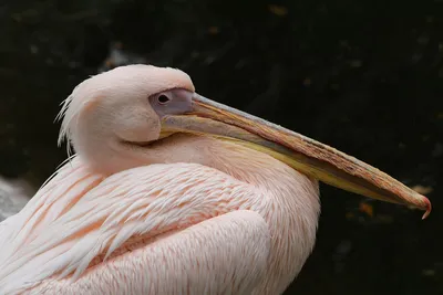 Australian pelican Pelecanus conspicillatus with fish in its beak. Eating  fish Stock Photo - Alamy