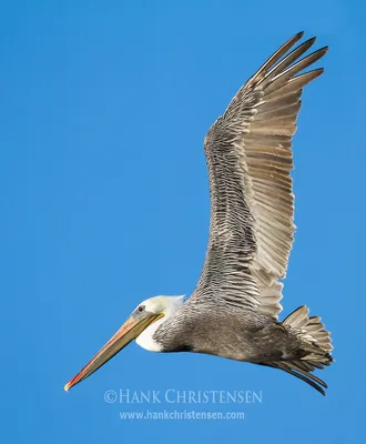 GREAT WHITE PELICAN - Réserve Africaine de Sigean