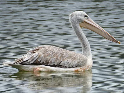 A slight sigh of relief for the Dalmatian pelicans - EuroNatur