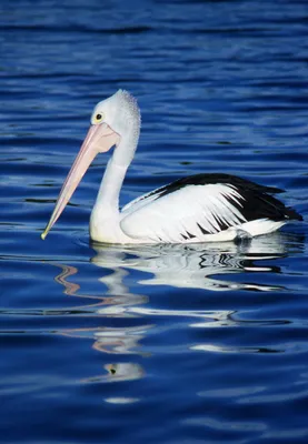 Brown Pelican Banding Project | Audubon Florida