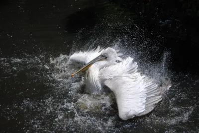 Australian Pelican - Eggpicnic