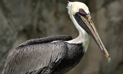 Pelicans | National Geographic